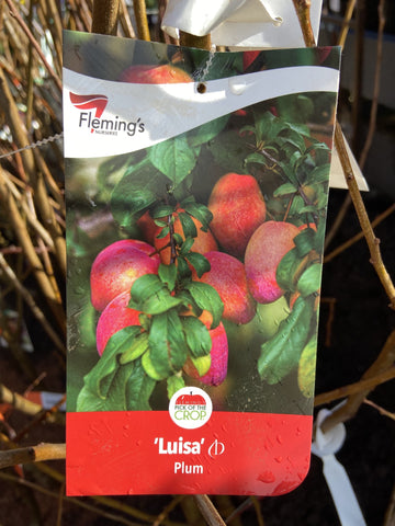 PLUM LUISA BARE ROOT 