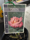 ROSE GRANADA BARE ROOT