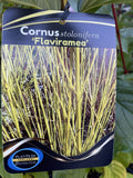 CORNUS STOLONIFERA 20CM