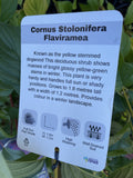 CORNUS STOLONIFERA 20CM