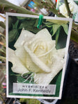 ROSE JOHN F KENNEDY BARE ROOT