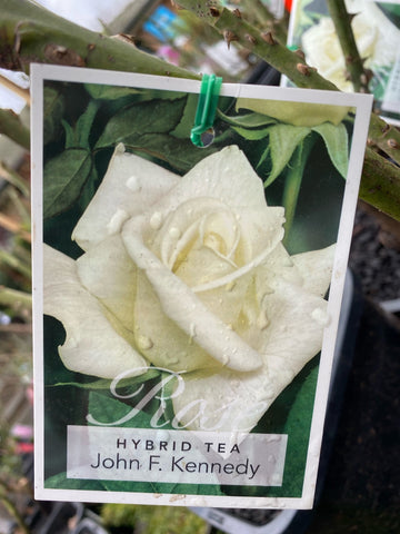 ROSE JOHN F KENNEDY BARE ROOT
