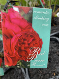 ROSE CLIMBING RED PIERRE DE RONSARD BARE ROOT