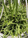 RHIPSALIS ASSTD BASKET 13CM 