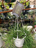 RHIPSALIS ASSTD BASKET 13CM 