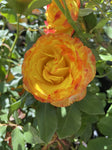 ROSA STANDARD TEQUILA SUNRISE 3FT 20CM 