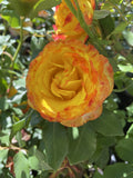 ROSA STANDARD TEQUILA SUNRISE 3FT 20CM 