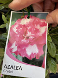 AZALEA GRETEL 17.5CM