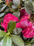 AZALEA GRETEL 17.5CM