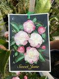 CAMELLIA SWEET JANE 20CM