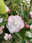 CAMELLIA SWEET JANE 20CM