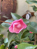 CAMELLIA SWEET JANE 20CM