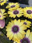 OSTEOSPERMUM BLUE EYED BEAUTY 14CM