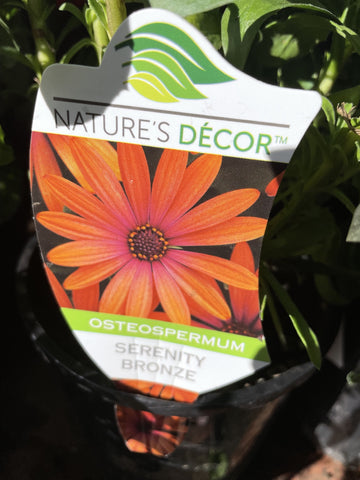 OSTEOSPERMUM SERENITY BRONZE 14CM