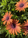 OSTEOSPERMUM SERENITY BRONZE 14CM