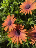 OSTEOSPERMUM SERENITY BRONZE 14CM