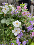 BACOPA TRIPLE MIX HANGING BASKET 27CM