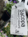 BACOPA TRIPLE MIX HANGING BASKET 27CM