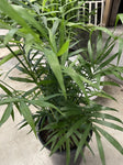 CHAMAEDOREA ELEGANS PARLOUR PALM 17CM 