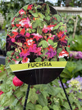 FUCHSIA HANGING BASKET 27CM