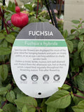 FUCHSIA HANGING BASKET 27CM