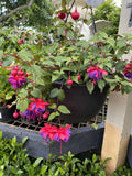 FUCHSIA HANGING BASKET 27CM