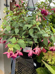 FUCHSIA HANGING BASKET 27CM