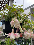 FUCHSIA HANGING BASKET 27CM