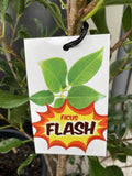 FICUS HILLII FLASH 20CM
