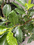 FICUS HILLII FLASH 20CM