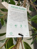 FICUS HILLII FLASH 20CM