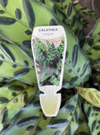 CALATHEA INSIGNIS 25CM