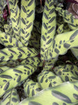 CALATHEA INSIGNIS 25CM