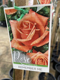 ROSE STANDARD DELBARD REMEMBER ME 2FT 20CM 