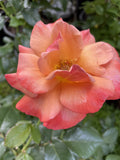 ROSE STANDARD DELBARD REMEMBER ME 2FT 20CM 