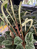 INDOOR ASSORTED 13CM 