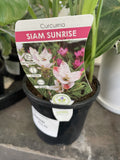 INDOOR ASSORTED 13CM 