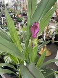 INDOOR ASSORTED 13CM 