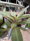 INDOOR ASSORTED 13CM 