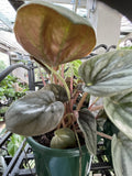 INDOOR ASSORTED 13CM 