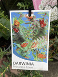 DARWINIA CITRIODORA PROSTRATE 14CM