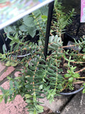 DARWINIA CITRIODORA PROSTRATE 14CM