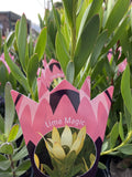 LEUCADENDRON LIME MAGIC 14CM