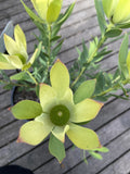 LEUCADENDRON LIME MAGIC 14CM
