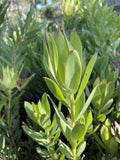 LEUCADENDRON LIME MAGIC 14CM