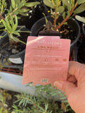 LEUCADENDRON LIME MAGIC 14CM