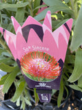 LEUCOSPERMUM SO SINCERE 14CM