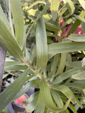 LEUCOSPERMUM SO SINCERE 14CM