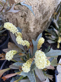 GREVILLEA SYNAPHEAE 14CM