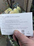 GREVILLEA SYNAPHEAE 14CM